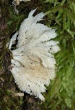 Hydnopolyporus fimbriatus image
