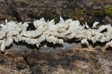Hydnopolyporus fimbriatus image