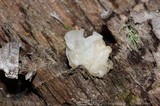 Ductifera pululahuana image
