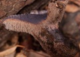 Sarcodon fuscoindicus image