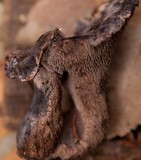 Sarcodon fuscoindicus image