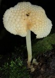 Favolaschia filopes image