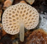 Favolaschia filopes image