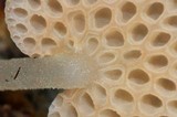 Favolaschia filopes image
