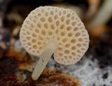 Favolaschia filopes image