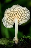Favolaschia filopes image