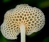 Favolaschia filopes image