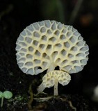 Favolaschia filopes image
