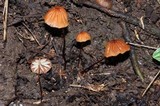 Marasmius siccus image