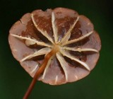 Marasmius siccus image