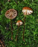 Marasmius siccus image