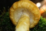 Limacella glischra image