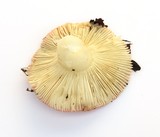 Russula bicolor image