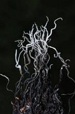 Xylaria liquidambar image