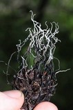 Xylaria liquidambar image