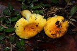 Russula flavida image