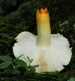 Russula flavida image
