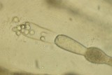 Allomyces macrogynus image