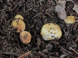 Rhizopogon occidentalis image