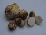 Rhizopogon occidentalis image