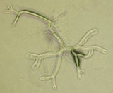 Allomyces macrogynus image