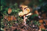 Podoserpula pusio var. tristis image