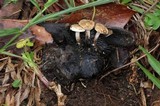Asterophora lycoperdoides image
