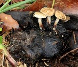 Asterophora lycoperdoides image
