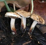Asterophora lycoperdoides image