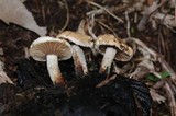 Asterophora lycoperdoides image