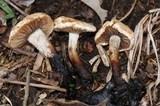 Asterophora lycoperdoides image