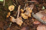 Cantharellus atrolilacinus image