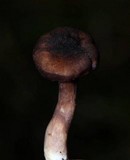 Cantharellus atrolilacinus image