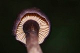 Cantharellus atrolilacinus image
