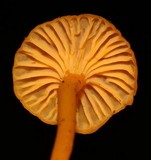 Cantharellus minor image