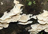 Trametes membranacea image