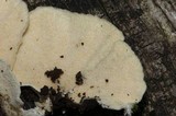Trametes membranacea image
