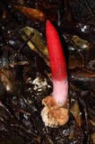 Mutinus argentinus image