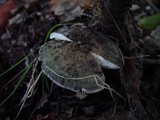 Russula virescens image