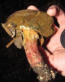 Boletus mendocinensis image