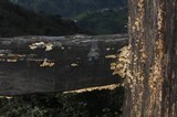 Antrodia juniperina image