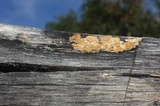 Antrodia juniperina image