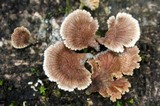 Schizophyllum umbrinum image