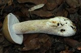 Boletus variipes image