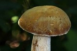 Boletus variipes image