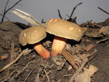 Boletus mendocinensis image