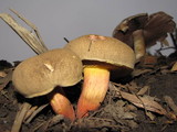Boletus mendocinensis image