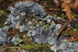 Peltigera neopolydactyla image