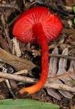 Hygrocybe miniata image