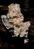 Xylaria cubensis image